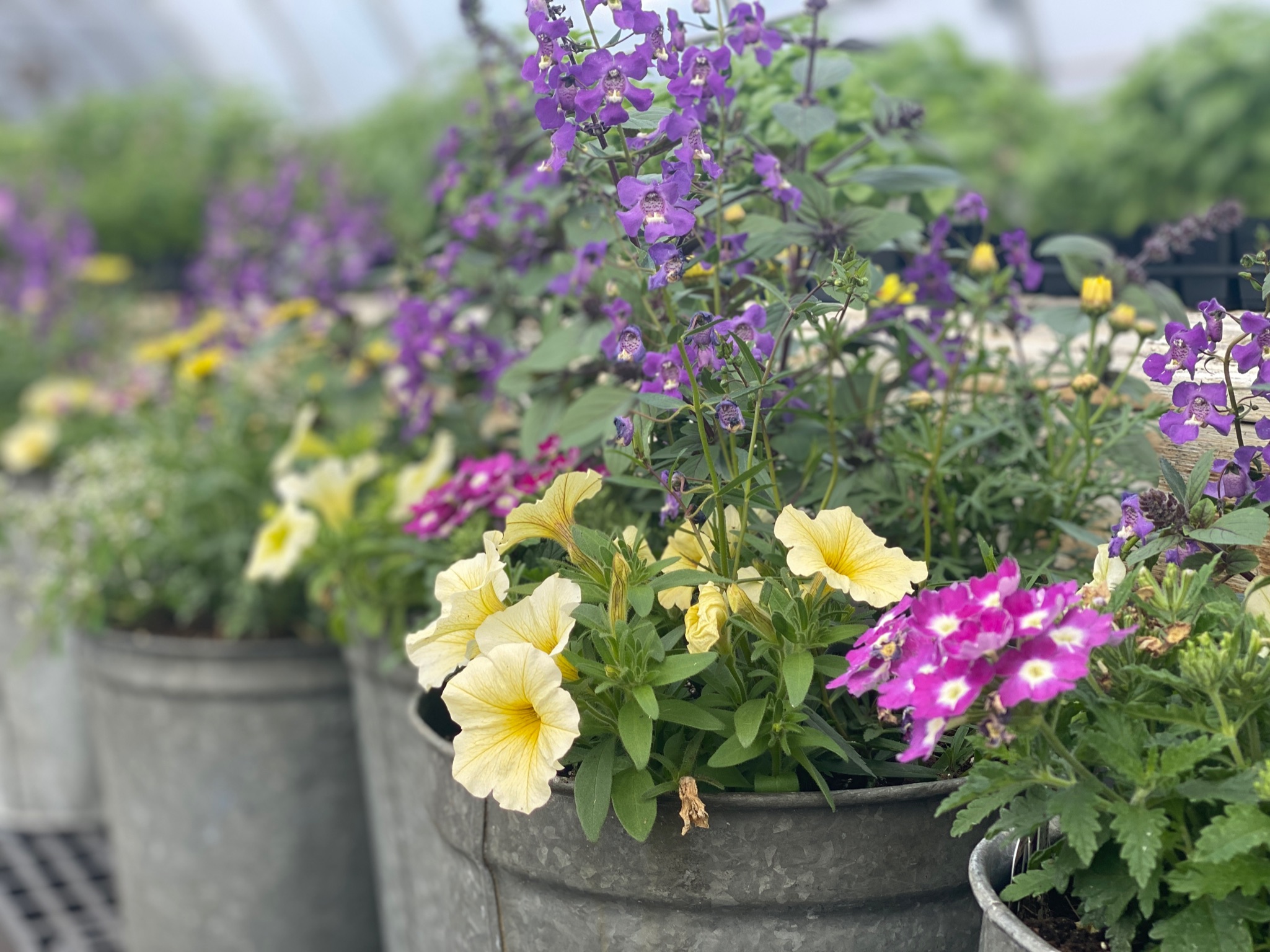 Make + Take Sunny Annual Planter NOFA Vermont